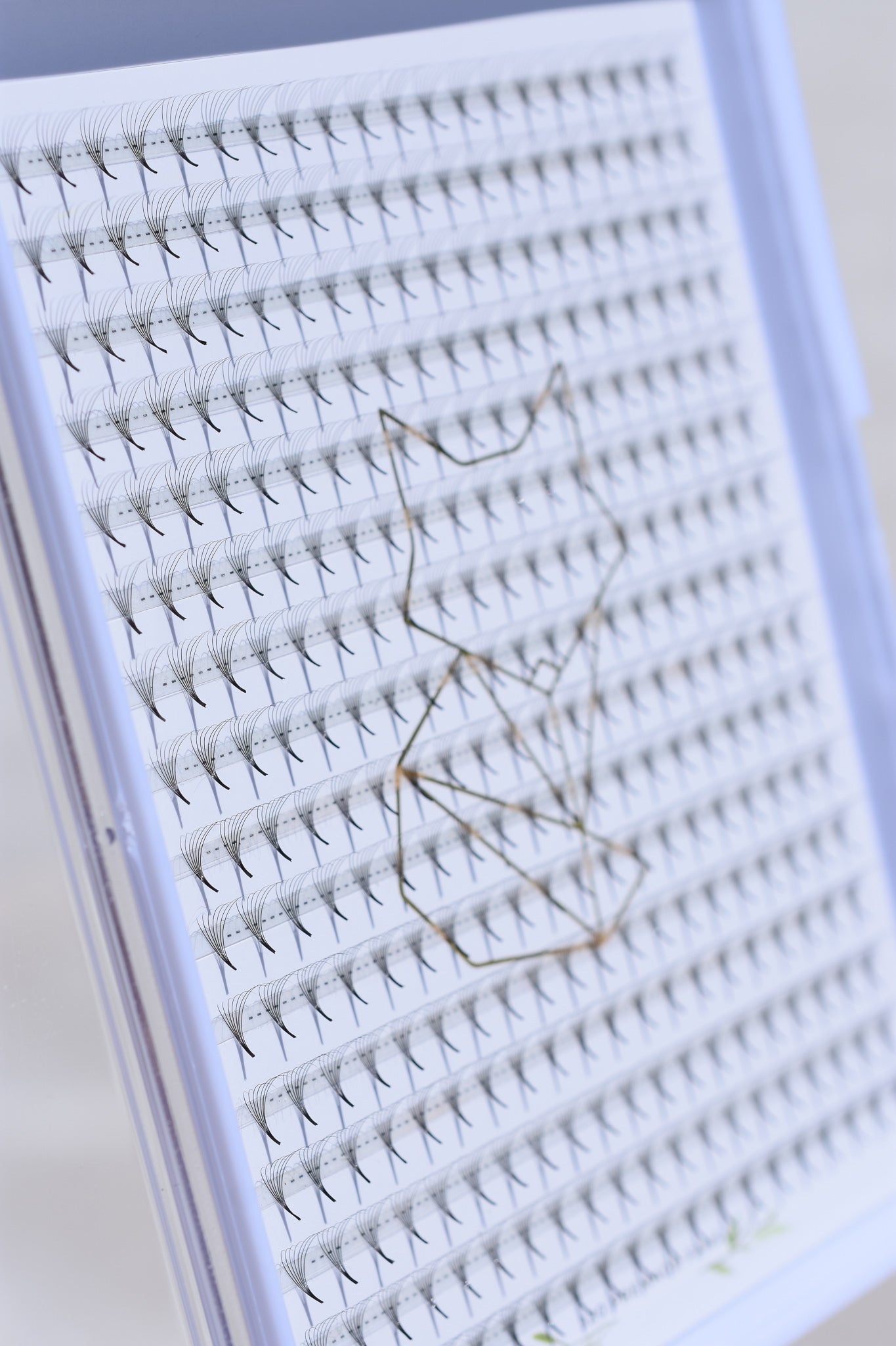 7D Sharp Stem Premade Volume Fans - Kate as of Late