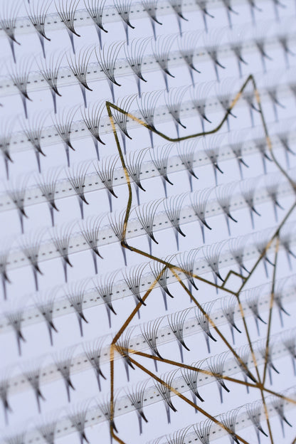 7D Sharp Stem Premade Volume Fans - Kate as of Late